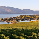 Vineyard Overlooking Okanagan Lake